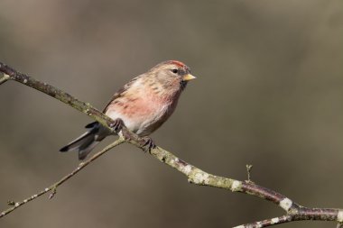 Daha az redpoll, Acanthis kabare