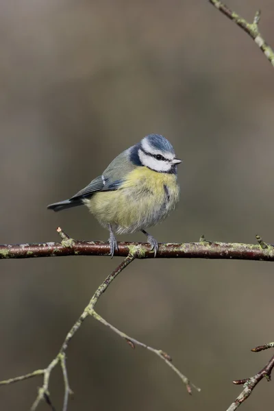 青シジュウカラ、ヤマガラ caeruleus — ストック写真