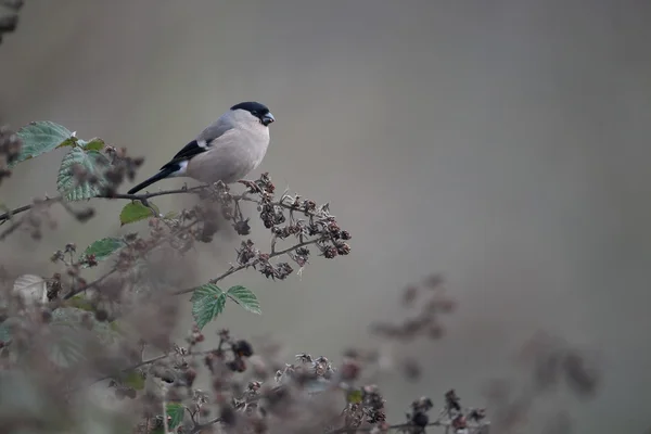 Bullfinch, Pyrrhula pyrrhula — Stock Photo, Image