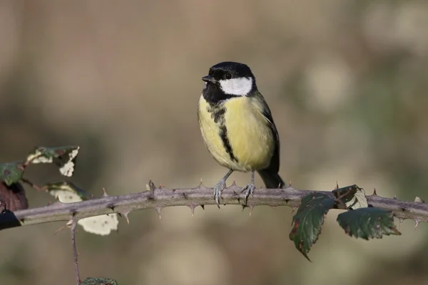 Gran teta, Parus Major —  Fotos de Stock