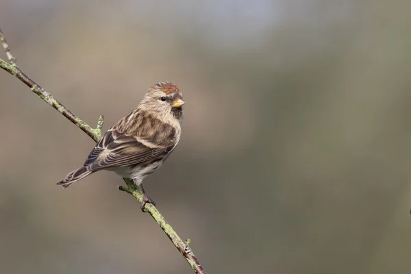 Rotkehlchen, Akanthis Kabarett — Stockfoto