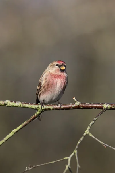 Lesser redpoll, Acanthis cabaret — Stock Photo, Image