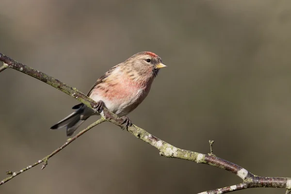 Redpoll minore, Acanthis cabaret — Foto Stock