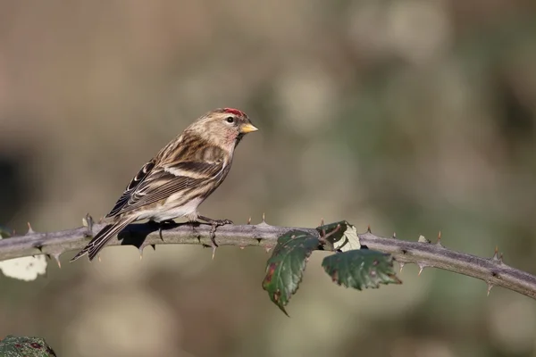 Małopolskie redpoll, kabaret Acanthis — Zdjęcie stockowe