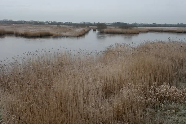 Martin Mere, Lancashire — Stok fotoğraf