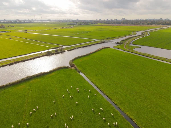 Aerial overview of a landscape with sheep nature grassland drone shot — Stock Photo, Image