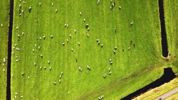 羊の自然草原ドローンショットとフィールドの空中概要 — ストック動画