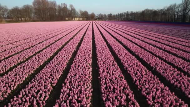 Campo Hyacinth granja llena de flores de colores cerca de Lisse volar sobre la vista aérea del dron al atardecer. — Vídeos de Stock
