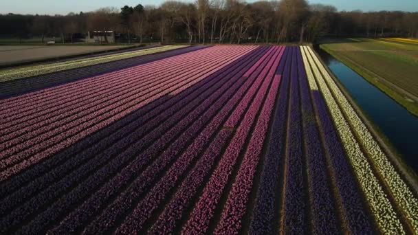 Υάκινθος αγρόκτημα πεδίο γεμάτο από χρωματιστά λουλούδια κοντά Lisse πετούν πάνω από εναέρια θέα drone στο ηλιοβασίλεμα. — Αρχείο Βίντεο