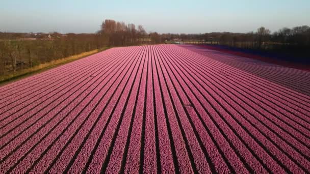 Hyazinthen-Feldfarm voller farbiger Blumen in der Nähe von Lisse fliegen bei Sonnenuntergang über Drohnen. — Stockvideo