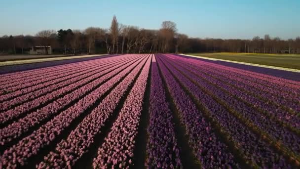 Ferme de champs de jacinthe pleine de fleurs colorées près de Lisse voler au-dessus de la vue aérienne de drone au coucher du soleil. — Video