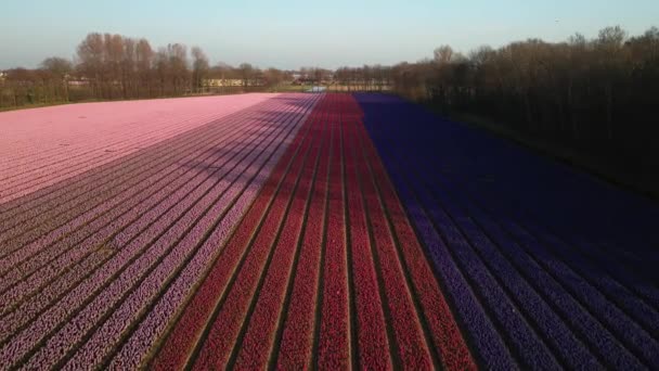 Hyazinthen-Feldfarm voller farbiger Blumen in der Nähe von Lisse fliegen bei Sonnenuntergang über Drohnen. — Stockvideo