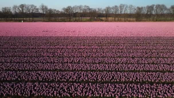 Hyacint fält gård full av färgade blommor nära Lisse flyga över antenn drönare vy vid solnedgången. — Stockvideo