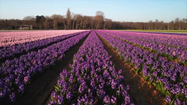 Ferme de champs de jacinthe pleine de fleurs colorées près de Lisse voler au-dessus de la vue aérienne de drone au coucher du soleil. — Video