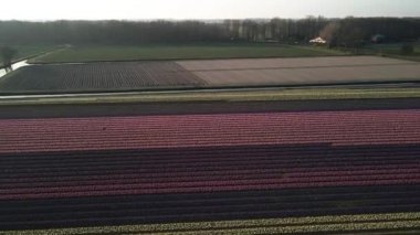 Sümbül tarlası, Lisse yakınlarında renkli çiçeklerle dolu. Gün batımında hava aracı görüşü üzerinde uçuyorlar..