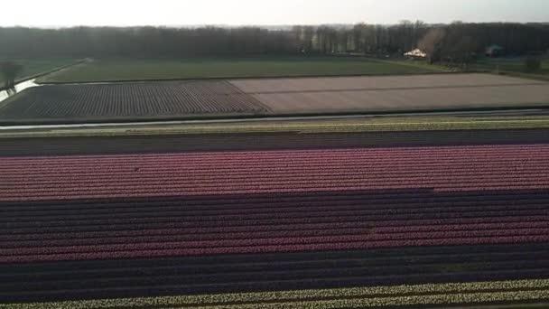 Fazenda de campo de jacinto cheia de flores coloridas perto de Lisse voar sobre a vista aérea drone ao pôr do sol. — Vídeo de Stock
