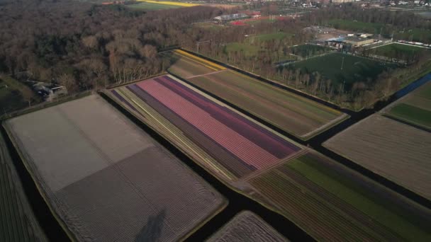 Hiacynt pole gospodarstwo pełne kolorowych kwiatów w pobliżu Lisse latać nad drone powietrza widok o zachodzie słońca. — Wideo stockowe