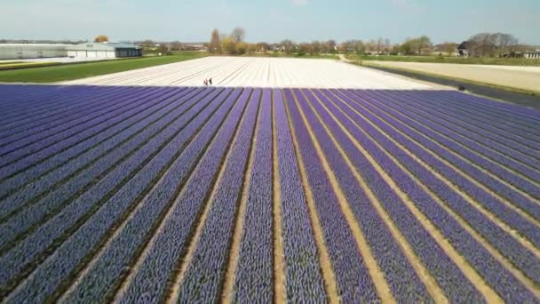 Υάκινθος αγρόκτημα πεδίο γεμάτο χρωματιστά λουλούδια στο Bollenstreek πετούν πάνω από εναέρια θέα drone σε ηλιόλουστη άνοιξη καιρικές συνθήκες — Αρχείο Βίντεο
