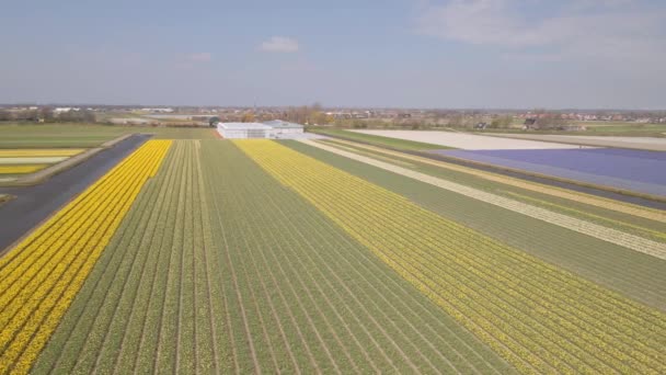 Fattoria giacinto pieno di fiori colorati nel Bollenstreek volare sopra vista drone aerea in tempo soleggiato primavera — Video Stock