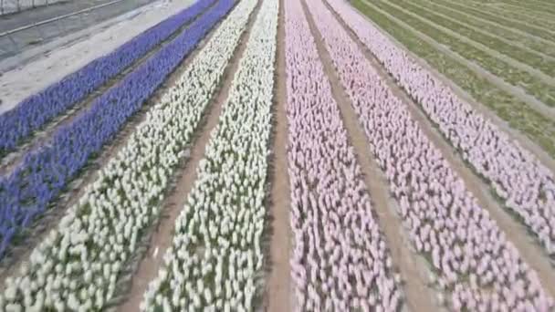 Hyacint fält gård full av färgade blommor i Bollenstreek flyga över antenn drönare vy i soligt vårväder — Stockvideo