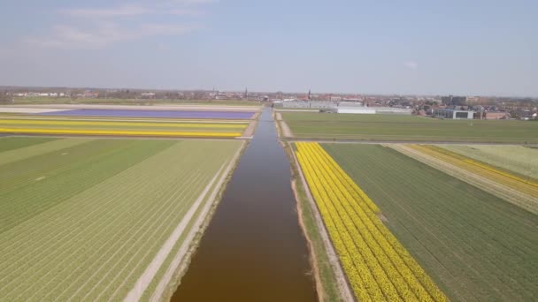 Campo Hyacinth granja llena de flores de colores en el Bollenstreek volar sobre la vista aérea del dron en tiempo soleado primavera — Vídeos de Stock