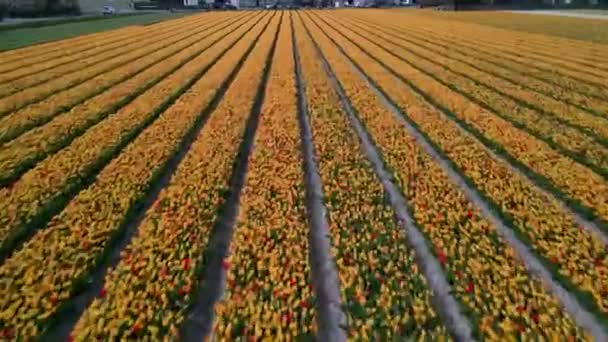 Tulpenbloemenveld in Nederland, Nederland Europa. Toeristische attractie in het voorjaar. — Stockvideo