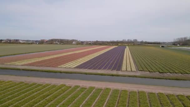 Tulip flower field in The Netherlands, Holland europe. Touristic attraction in spring time. — Stock Video