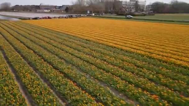 Tulpenblumenfeld in den Niederlanden, Holland Europa. Touristische Attraktion im Frühling. — Stockvideo