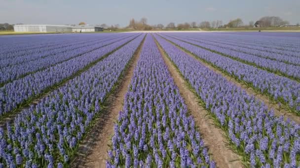 Campo Hyacinth granja llena de flores de colores en el Bollenstreek volar sobre la vista aérea del dron en tiempo soleado primavera — Vídeo de stock