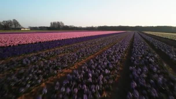 Hyacint fält gård full av färgade blommor nära Lisse flyga över antenn drönare vy vid solnedgången. — Stockvideo