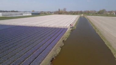 Bollenstreek 'teki renkli çiçeklerle dolu Hyacinth tarlası güneşli bahar havasında hava aracının üzerinde uçuyor.