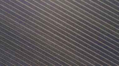 Bollenstreek 'teki renkli çiçeklerle dolu Hyacinth tarlası güneşli bahar havasında hava aracının üzerinde uçuyor.