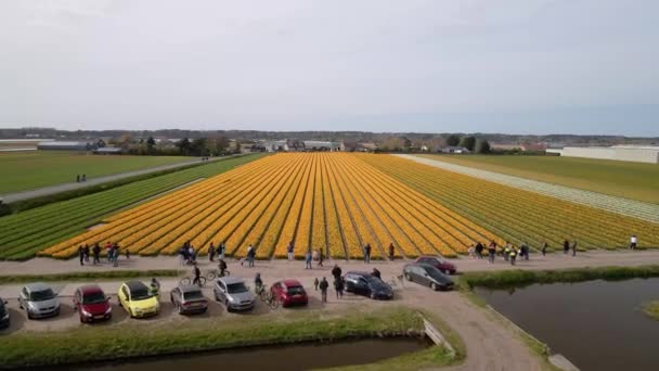 Tulpan blomma fält i Nederländerna, Holland europe. Turistisk attraktion på våren. — Stockvideo