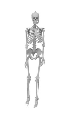 Beyaz arkaplanda izole edilmiş bir iskelet portresinin 3d görüntülenmesi