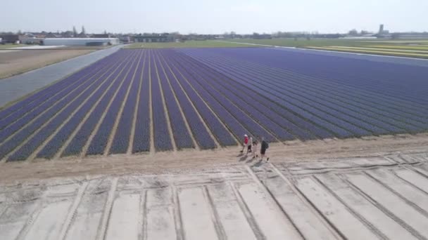 Bollenstreek 'teki renkli çiçeklerle dolu Hyacinth tarlası güneşli bahar havasında hava aracının üzerinde uçuyor. — Stok video