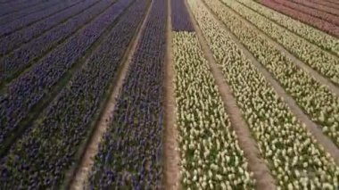 Hollanda, Hollanda 'daki lale çiçeği tarlası. Bahar zamanı turistik eğlence.