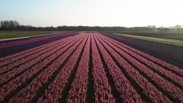 Hyacint fält gård full av färgade blommor nära Lisse flyga över antenn drönare vy vid solnedgången. — Stockvideo