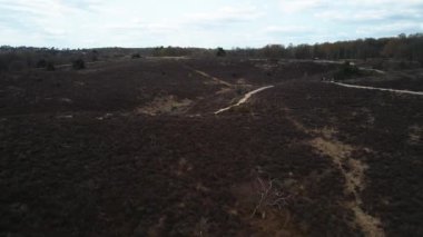 Hollanda 'daki Rheden yakınlarındaki Veluwe Ulusal Parkı' nda Posbank hava görüntüsü.