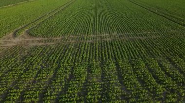 Ekin tarlalarının hava aracı görüntüsü günbatımında çiftçiliğin üzerinde uçuyor. Ürün üretimi doğa..