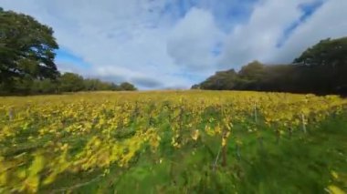 autumn orchard rows of trees, agricultural site in England, captured by an FPV First Person View aerial drone.