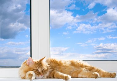 Red cat lying on the windowsill clipart