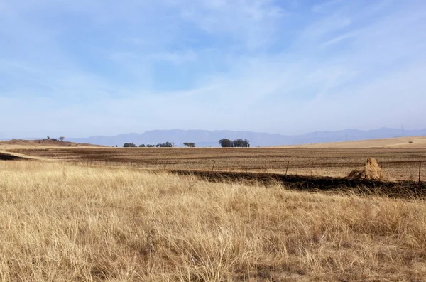 Inhägnade fältet av torrt gräs i sydafrikanska vinterlandskap — Stockfoto