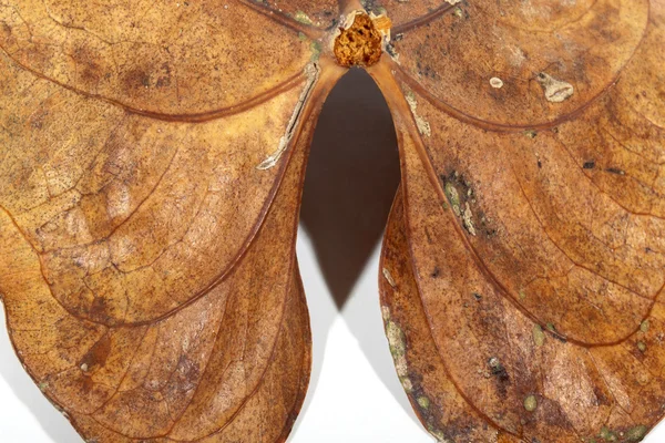 Kök eki ve kuru yaprak damarları closeup — Stok fotoğraf