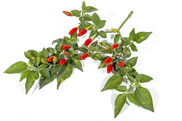 Ramo de hojas con chiles rojos y verdes del diablo — Foto de Stock