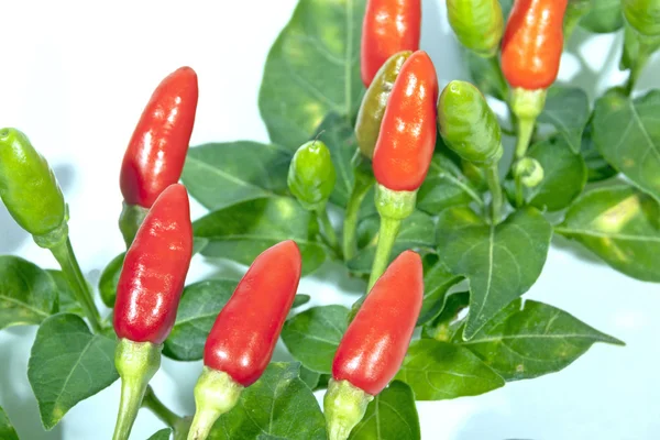 Närbild av kvist av röda och gröna chilifrukter — Stockfoto