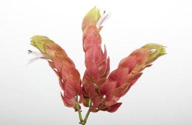 Renkli güzel somon pembe karides çiçeğin taçyapraklarını