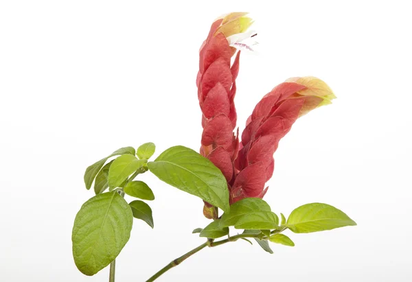 Bright Flower and Leaves of Pink Prawn Plant — Stock Photo, Image