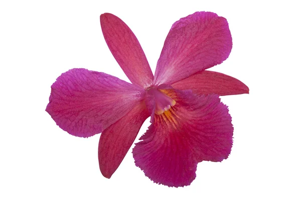 Einzeln isolierte lila Orchidee mit gelb gestreiftem Zentrum — Stockfoto