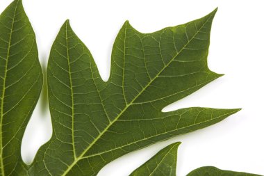 Ağaç yaprak yeşil desen ve papaya doku