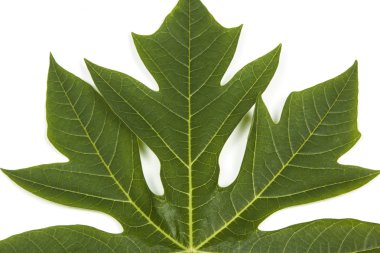 Desen ve yeşil Papaya ağaç yaprak dokusu